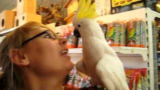 Cockatoo on Shoulder Begs for a Home [upl. by Furie]