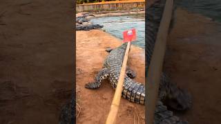 Wild Crocodile Enters Village You Won’t Believe What Happens Nextquot crocodile buaya reptil [upl. by Akiehs]