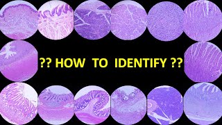 Identification of Systemic Histology Slides  Part II [upl. by Gollin916]