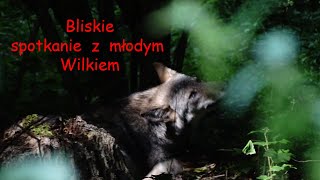 Młody wilk baraszkuje w babrzysku Bliskie spotkanie na żywo wilk wolf canislupus [upl. by Ifill441]