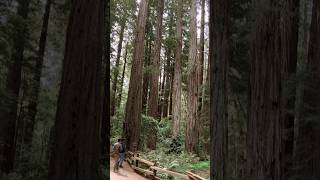 Muir old woods canopy nature muirwoods forest bittu [upl. by Annahsed]