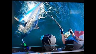 Giant Bluefin Tuna 252 cm  Sweden 2021 [upl. by Pryor]