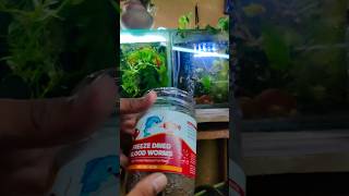 This is the High protein food for all fish 😍✨ Special food for  Betta Guppymollydiscusgoldfish [upl. by Nonnahc]