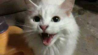 Deaf cat meows for food [upl. by Jade405]