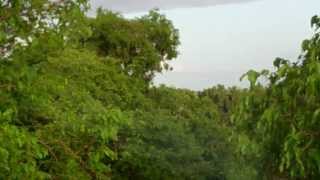 Vervet quotleopardquot alarm call Gambia August 2012 [upl. by Assirral]