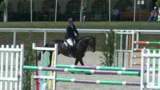 ♂ Olala de Buissy jumping stallion SF by Cook du Midour [upl. by Tersina403]