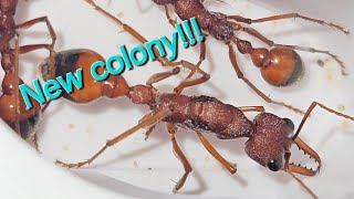 New coly Myrmecia nigriscapa [upl. by Py371]