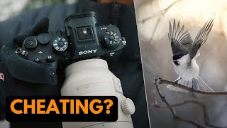 Sony A9III for Bird Photography  120 FPS BURST TEST [upl. by Nit]