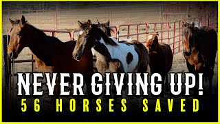 Never Giving Up 56 Horses Saved  Horse Shelter Heroes S4E46 [upl. by Anaihk]