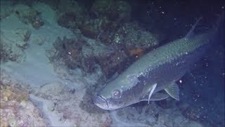 Nachtduiken in Bonaire [upl. by Ronnholm587]