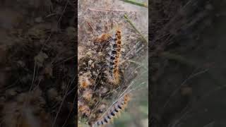 Fıstık çamı Pinus pinea ağacında çam kese tırtılları Thaumetopoea Pine Processionary moth [upl. by Mike64]