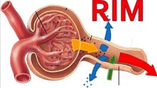 Fisiologia Renal  Sistema Excretor [upl. by Ientruoc127]