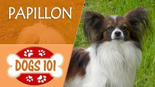 Dogs 101  PAPILLON  Top Dog Facts About the PAPILLON [upl. by Bratton]