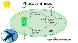 Photosynthesis Fun in the Sun [upl. by Mientao]