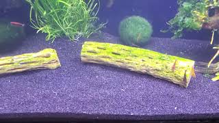 Shrimp Tank Deep Cleaning  Detritus Worms Removed [upl. by Annoyt840]