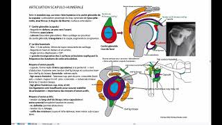 Articulation scapulohumérale [upl. by Anitram]