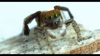 Jumping Spiders in SLOW MOTION [upl. by Lenrad842]