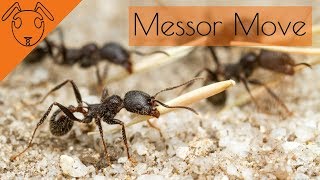 Messor Barbarus move into NEW Aus nest [upl. by Macintyre953]