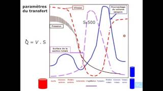 physiologie cardio vasculaire partie 3 [upl. by Ennavoj]