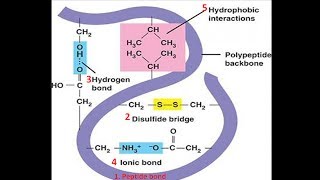 Bonds in Protein Structure  Biomolecules  Biochemistry biologyexams4u [upl. by Leizar]