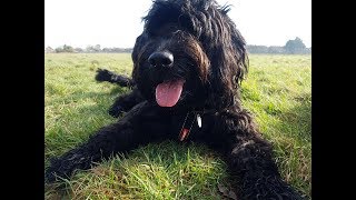 Lettie  1 year old Labradoodle  3 Week Residential Dog Training [upl. by Einneb]