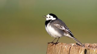 White Wagtail Singing and Calling [upl. by Atived]