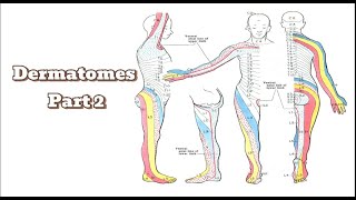 Thoracic amp Lumbar dermatomes  Dermatomes part 2 MSKphysicaltherapy [upl. by Elitnahc316]