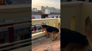 German Shepherd Dog Barking  Gsd barking  dog barking  puppy barking  dog barking sound [upl. by Marillin]