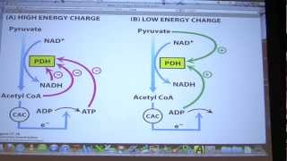 29 Biochemistry Citric Acid Cycle II Lecture for Kevin Aherns BB 451551 [upl. by Damarra]