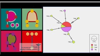 Red de Haplotipos con PopArt desde cero y asignación de Traits [upl. by Ogirdor]