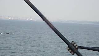 BC Ferries  Humpback Whale Flirting with Queen of Cowichan 2024 08 08 174400 P2020012 [upl. by Harriett327]