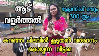 ആട് വളർത്തൽ കുറഞ്ഞ ചിലവിൽ കൂടുതൽ ലാഭം കൊയ്യുന്ന വീട്ടമ്മGoat Farm Malayalam [upl. by Aneloj]