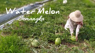 Masak di Desa  Watermelon Semangka  Ceker Setan Semongko  Liziqi Indonesia  Village Life Cooking [upl. by Elazaro293]