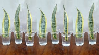 Snake Plant Propagation by Leaf Cuttings in Water [upl. by Llaccm847]