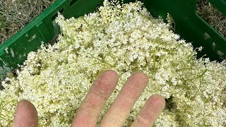 Elderflower Curd Recipe [upl. by Philis993]