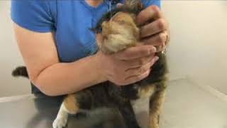 Cat Health Upper Respiratory Infections [upl. by Ushijima]