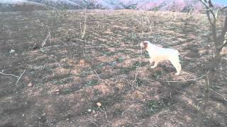 Epagneul breton a larrêt  dressage de chien de chasse [upl. by Iny]