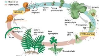 Fern Life Cycle [upl. by Nnaitak]