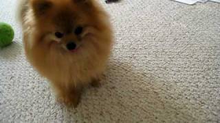 pomeranian tricks quotcha chaquot [upl. by Uria]