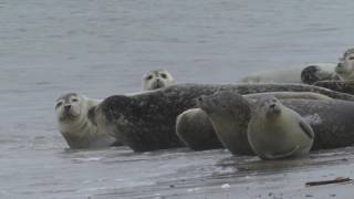 Grijze Zeehond  Natuurbeelden in de klas [upl. by Anitsirk]