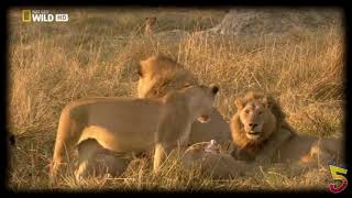 LEONES CAZando BuFalos en AFRICA [upl. by Joseph]