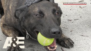 Live PD Running Drills with K9 Flex Season 2  AampE [upl. by Naujud487]