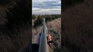 SD Pheasant Hunting  Early Season Highlights pheasanthunting sdinthefield jcwoutdoors [upl. by Gelb487]