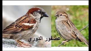 صوت دوري المنازل عصفور الدوري الكحالي voice song call house sparrow [upl. by Flodur]