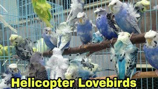 Japanese Helicopter crested Budgerigar  Japanese HAGOROMO Budgies  Love bird breeding [upl. by Davey366]