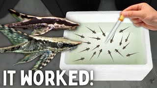 BREEDING Whiptail Catfish  50 Babies Made [upl. by Jovita]