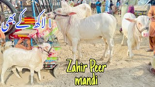 Today zahir peer mandi latest updateprinted Bulls in zahir peer cow mandiMiddle Range 1 lahk Tak [upl. by Leodora]