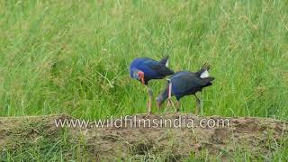 Grey headed swamphen commonly known as Indian Purple Moorhen [upl. by Yeldah]