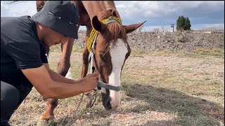 HUZURUN SESİ  HORSE ASMR 2024 [upl. by Arahsat47]