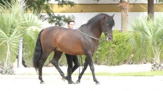 Entrenando un Caballo Andaluz en España Jerez de la Frontera [upl. by Eddina]